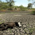 Prepárese para precios de la carne de res aún más altos, ya que la industria ganadera de Texas enfrenta una crisis histórica por sequía