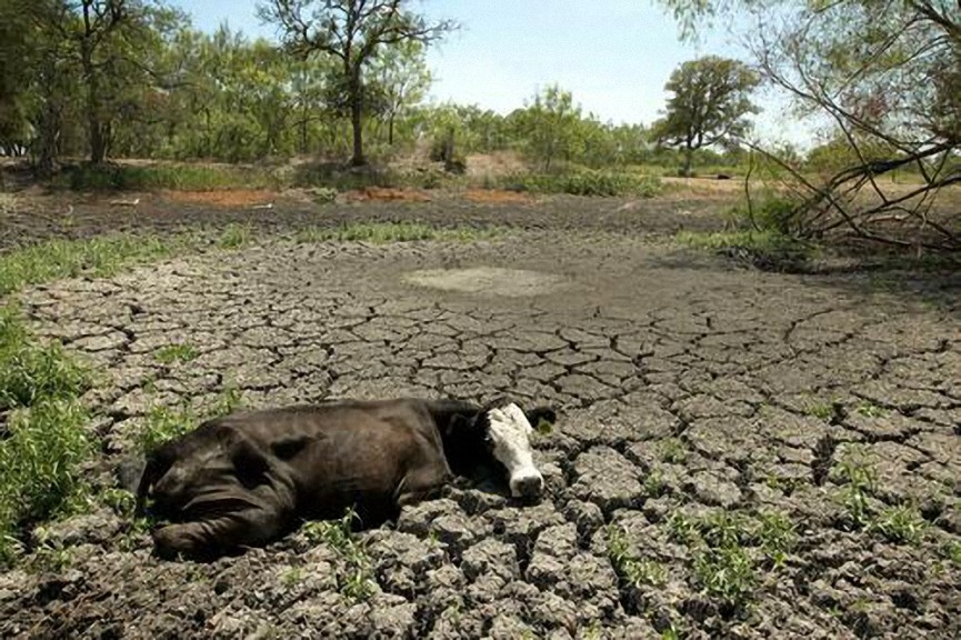 Prepárese para precios de la carne de res aún más altos, ya que la industria ganadera de Texas enfrenta una crisis histórica por sequía