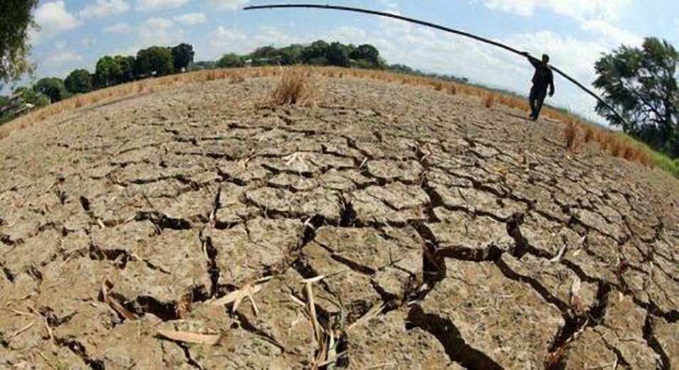 «La situación es realmente precaria»: el exportador de arroz más grande del mundo enfrenta una disminución de la producción en medio de una ola de calor