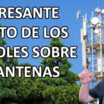 Sorprendente Efecto de los Árboles sobre las Antenas