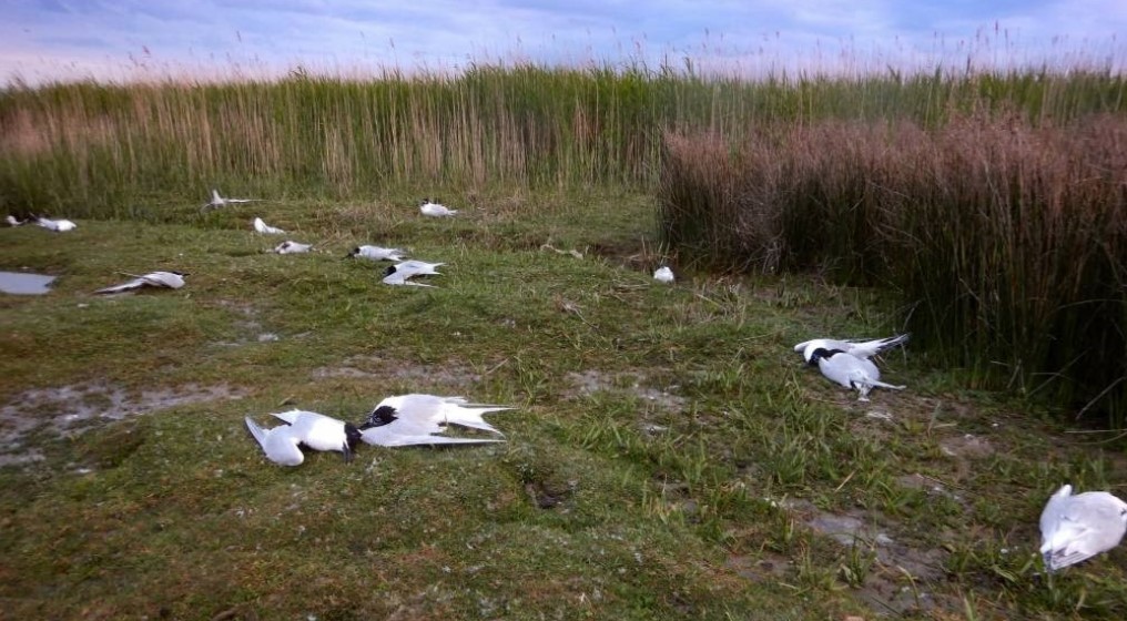 Miles de pájaros muertos más poco después de que se agregaran nuevas antenas 4G a las torres de telefonía existentes. ¿Coincidencia?