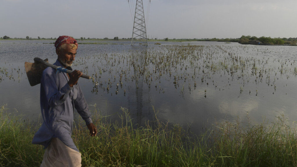 «Hemos retrocedido 50 años»: Agricultores de Pakistán enfrentan pérdidas millonarias en medio de las inundaciones