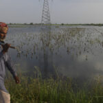 «Hemos retrocedido 50 años»: Agricultores de Pakistán enfrentan pérdidas millonarias en medio de las inundaciones
