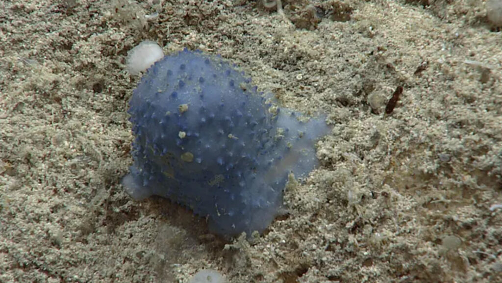 Científicos hallan una «extraña» criatura azul en las profundidades del Caribe