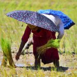 Advierten que el precio del arroz puede dispararse a causa de la restricción impuesta por la India a las exportaciones