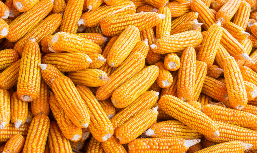 «Semillas mágicas» pueden ayudar a resolver el hambre, afirma Bill Gates