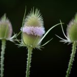 Descubren por primera vez microplásticos en el agua atrapada en hojas de plantas