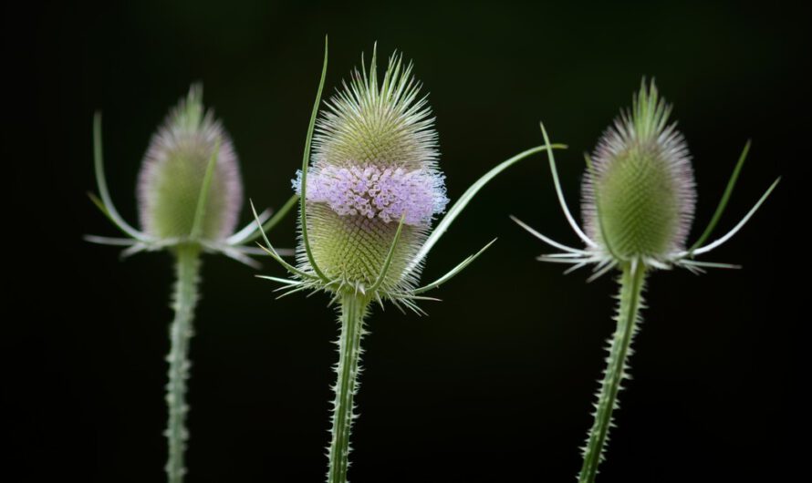 Descubren por primera vez microplásticos en el agua atrapada en hojas de plantas