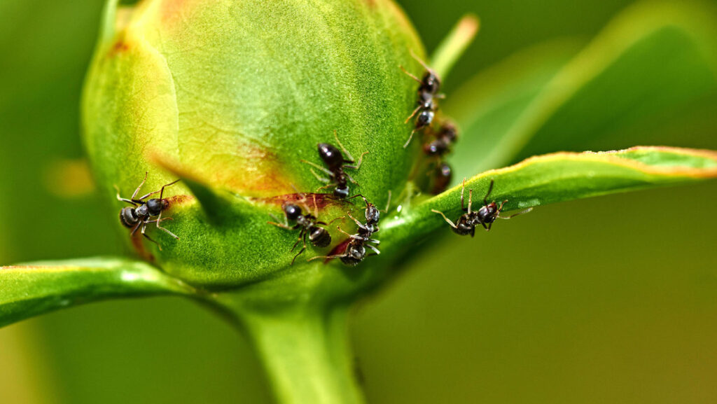 Descubren cuántas hormigas viven en la Tierra y el número es sorprendente