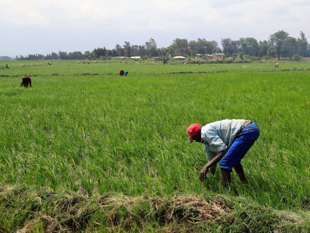 China se prepara para malas cosechas mientras la sequía arrasa 4 millones de hectáreas de tierras agrícolas