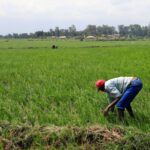 China se prepara para malas cosechas mientras la sequía arrasa 4 millones de hectáreas de tierras agrícolas