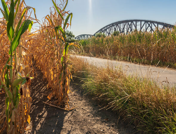 Drought-crops-corn-heatwave
