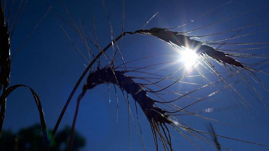 Funcionario de alimentos de la ONU advierte que la crisis de asequibilidad de los fertilizantes podría reducir la producción mundial de cereales en un 40 %