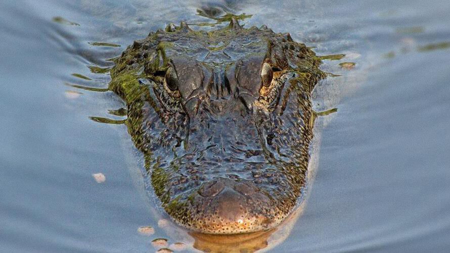 Los caimanes atacan repentinamente a los barcos en Texas y nadie sabe por qué