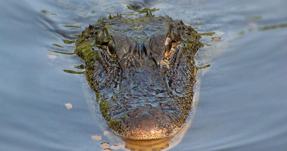 Los caimanes atacan repentinamente a los barcos en Texas y nadie sabe por qué