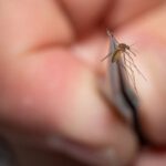 Los mosquitos que entregan vacunas ya no son oficialmente una ‘teoría de la conspiración’