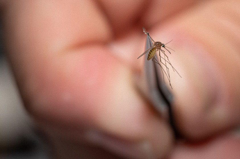 Los mosquitos que entregan vacunas ya no son oficialmente una ‘teoría de la conspiración’