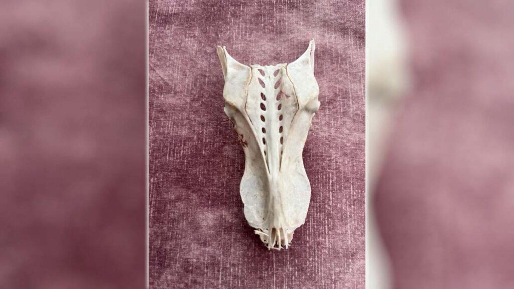 Encuentran el cráneo ¿de un dragón? en una playa británica