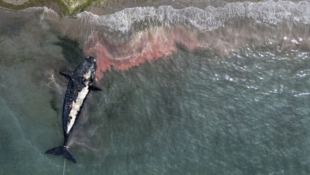 «Evento inusual»: Aumenta a 30 el número de ballenas muertas en el sur de Argentina