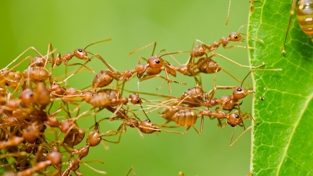 Detectan en Francia la primera supercolonia de la peligrosa ‘hormiga eléctrica’