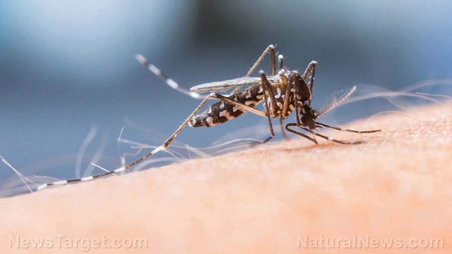 Los mosquitos transgénicos ahora vacunan en secreto a las personas sin su consentimiento