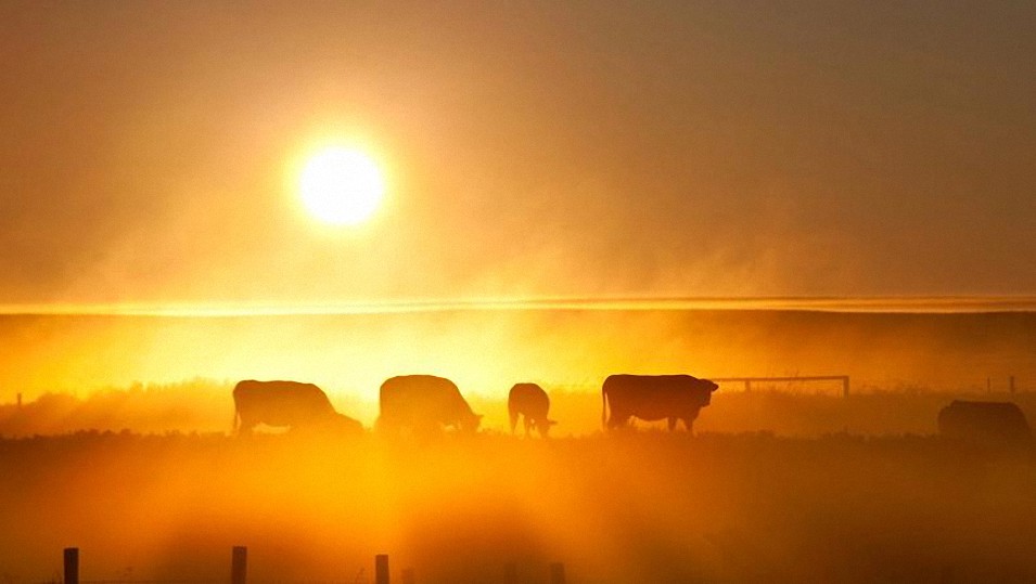 Las élites ambientales y políticas están destruyendo la producción de alimentos por objetivos «climáticos»