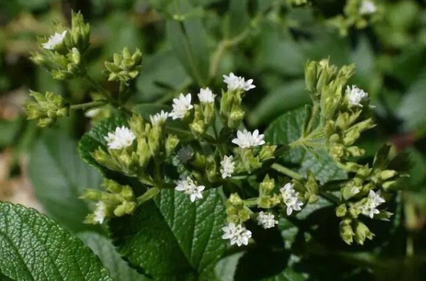 Según un estudio preclínico, la stevia mata al patógeno de la enfermedad de Lyme mejor que los antibióticos