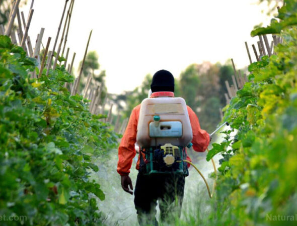 Spraying-Pesticides-Cantaloupe-Farm-Soft-Focus