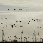 Legisladores preocupados por murciélagos muertos, aves y especies vulnerables en parque eólico; “Creo que ya es hora de que empecemos a preocuparnos”