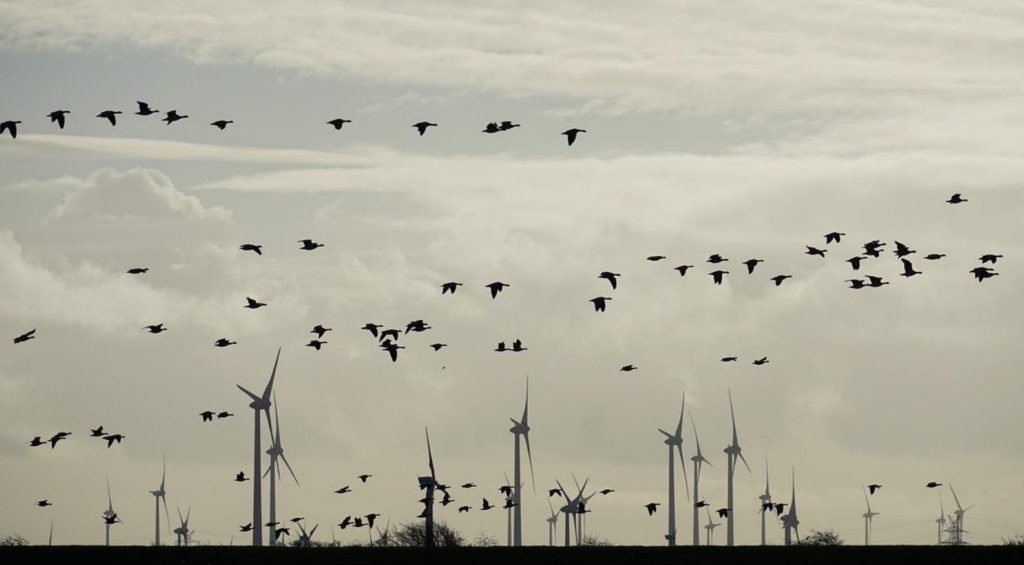 Legisladores preocupados por murciélagos muertos, aves y especies vulnerables en parque eólico; “Creo que ya es hora de que empecemos a preocuparnos”