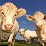 Granjeros de Nueva Zelanda indignados por un impuesto por los gases de sus vacas