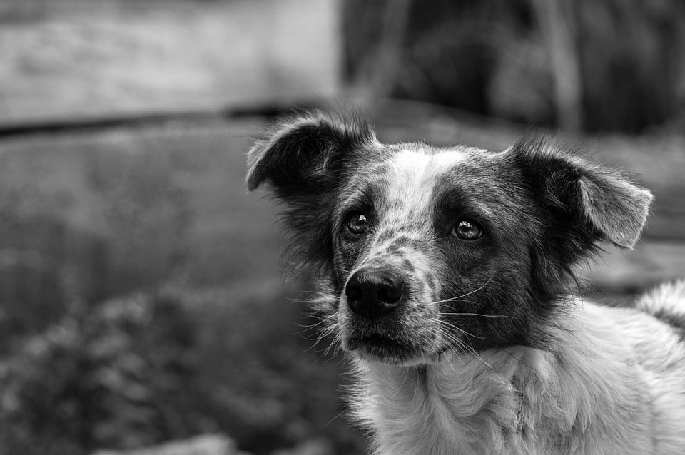 Captan en México a un perro que caminaba con una cabeza humana en el hocico