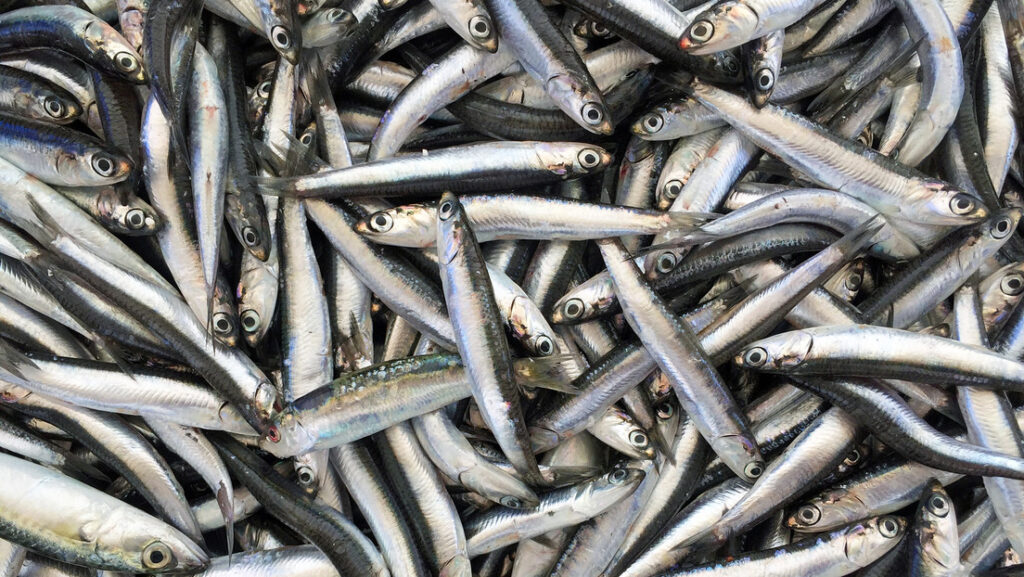 Miles de peces muertos aparecen en una popular playa australiana y nadie sabe por qué