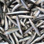 Miles de peces muertos aparecen en una popular playa australiana y nadie sabe por qué