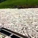 Miles de peces aparecen muertos en el lago Coari en el Amazonas en Brasil