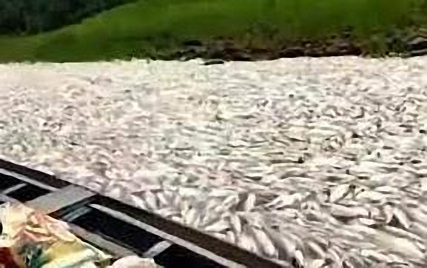 Miles de peces aparecen muertos en el lago Coari en el Amazonas en Brasil