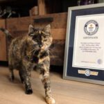 La británica Flossie rompe el récord mundial como la gata más longeva