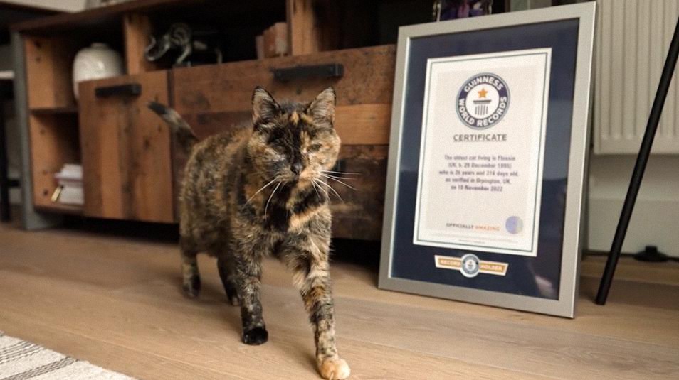 La británica Flossie rompe el récord mundial como la gata más longeva