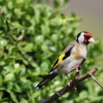 Los cantos de los pájaros mejoran la salud mental, según un estudio