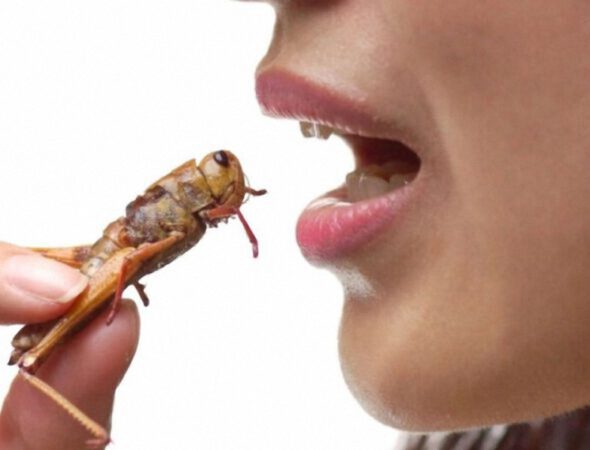 eating-bugs-1024x570-1-590x450