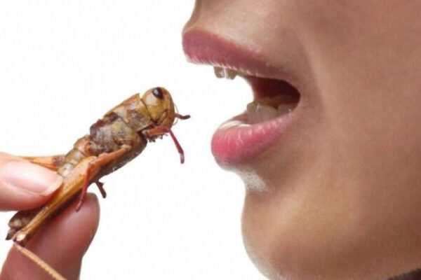 eating-bugs-1024x570-1-590x450