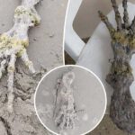 Una pareja descubre una mano extraterrestre en una playa de Brasil