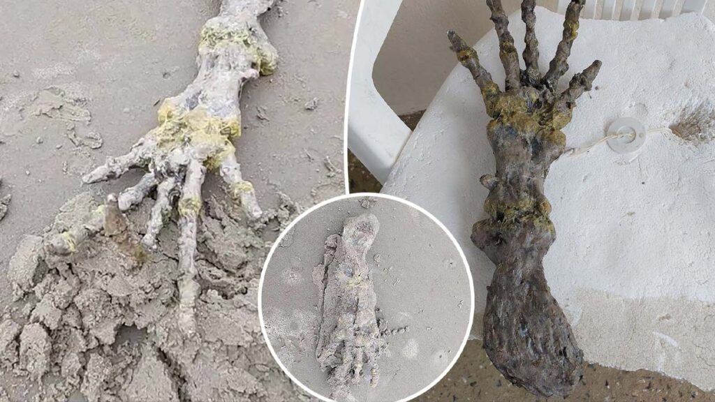 Una pareja descubre una mano extraterrestre en una playa de Brasil