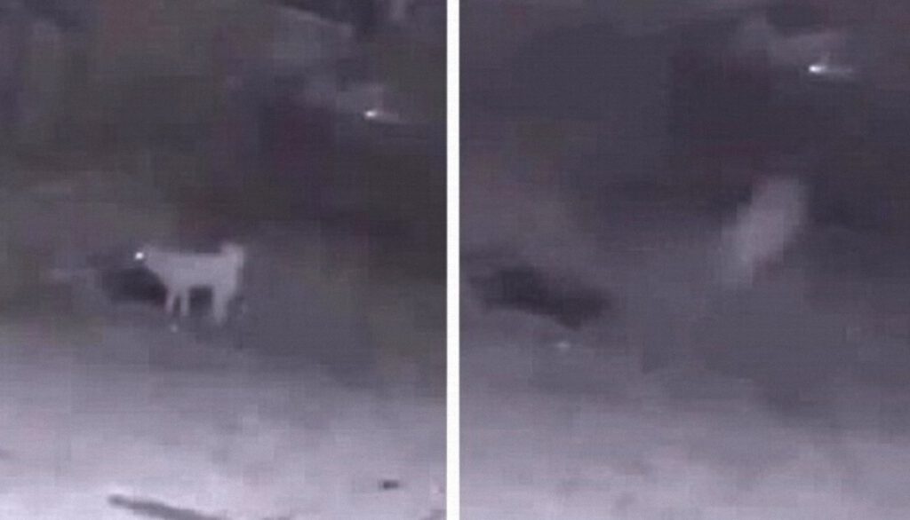 Captan en vídeo el momento en que un perro vuela o es abducido por extraterrestres