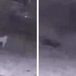 Captan en vídeo el momento en que un perro vuela o es abducido por extraterrestres