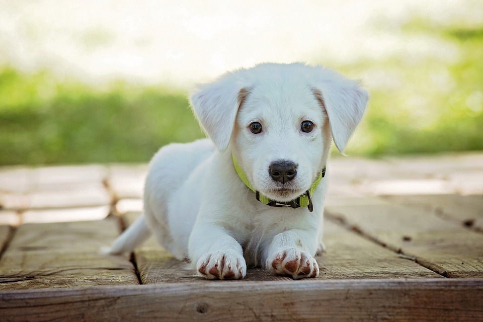 Los alarmistas climáticos han puesto sus miras en un nuevo objetivo: tu perro