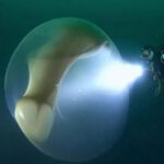 Misteriosas esferas gelatinosas del fondo marino: Expertos no saben qué son