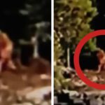 Turistas graban un «Bigfoot» cerca de un lago en Canadá