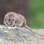 La ley animalista obligará a garantizar los «derechos» de ratas y palomas en las ciudades
