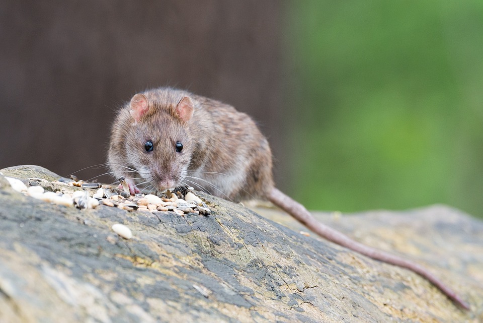 La ley animalista obligará a garantizar los «derechos» de ratas y palomas en las ciudades